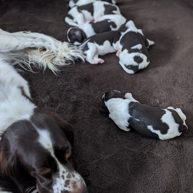 Élever une portée de chiots épagneul français