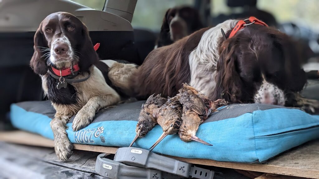 french spaniels with spotonfence gps