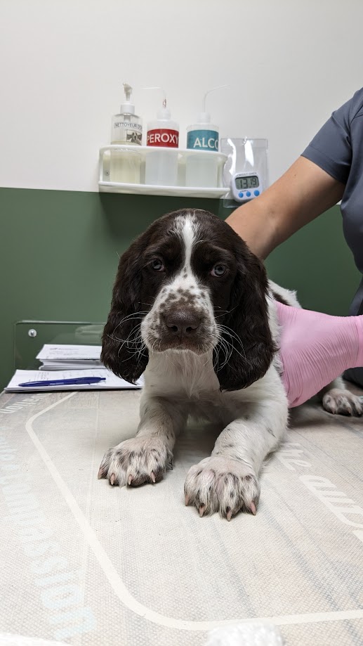 épagneul français french spaniel