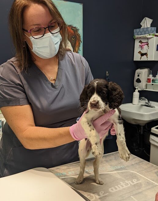 Choisir un vétérinaire avant l’arrivée de votre chiot : Pourquoi est-ce essentiel ?