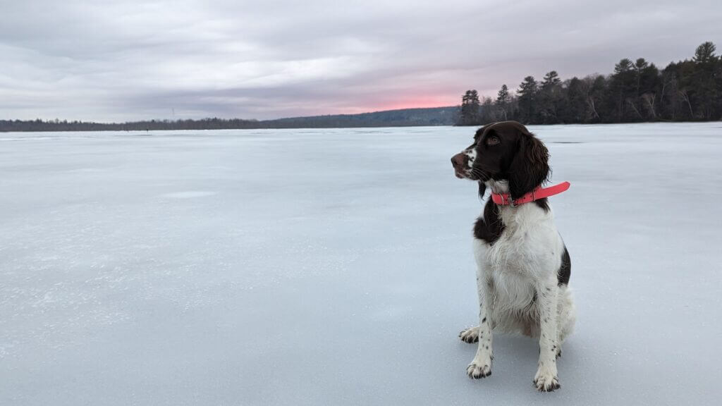 épagneul français durant l'hiver